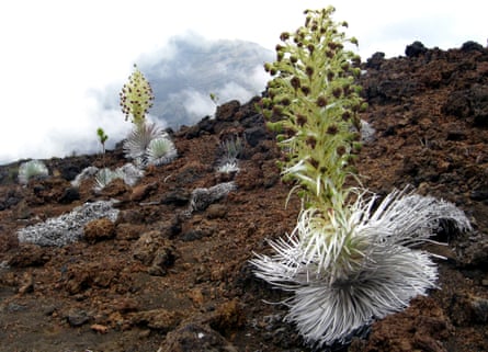 29 May 2009, Haleakala National Park, Maui, Hawaii, USA --- Silversword plants line the edge of Haleakala's volcanic crater.