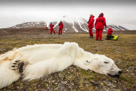 A male Polar Bear (Ursus maritimus) starved to death as a consequence of climate change. This male Polar Bear was last tracked by the Norwegian Polar Institute in April 2013 in southern Svalbard. The bear was found on an Arctic cruise with world Polar Bear scientist, Ian Stirling.