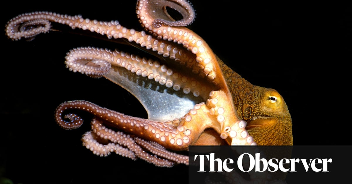 Two Legs Good Eight Legs Best Five Reasons To Love Octopuses