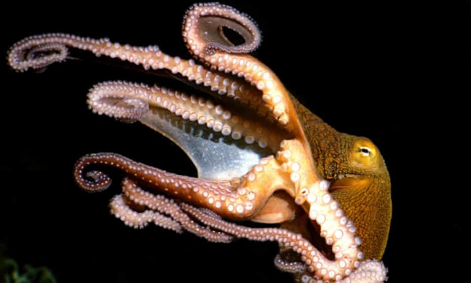 Octopus swimming eight tentacles with suckers visible