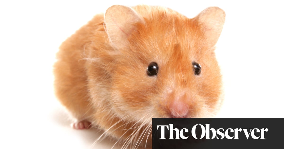 Gestation period for the royal family and other animals | Animal behaviour | The Guardian Gestation period for the royal family and other animals | Animal behaviour | The Guardian