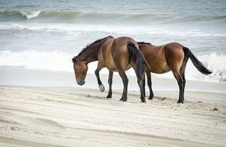Wild horses on the Beach north of Corolla.