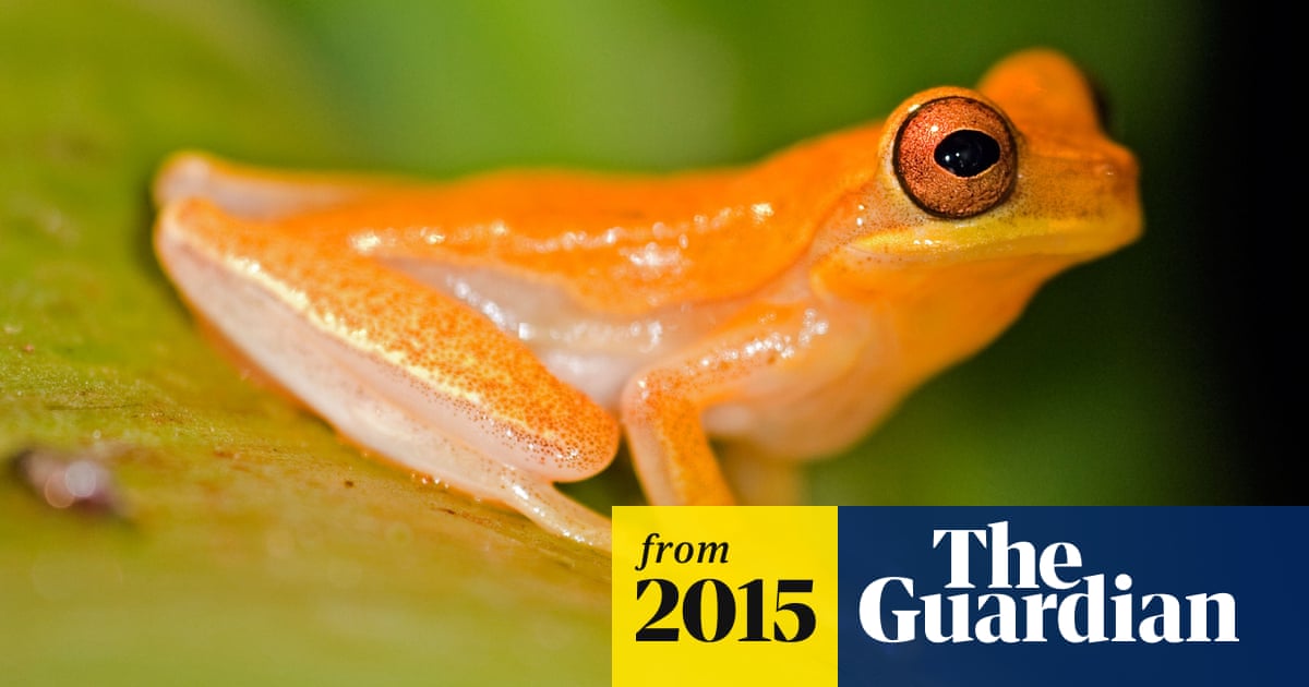 One in six of world's species faces extinction due to climate change –  study | Wildlife | The Guardian