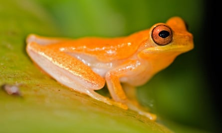 One In Six Of World S Species Faces Extinction Due To Climate Change Study Wildlife The Guardian