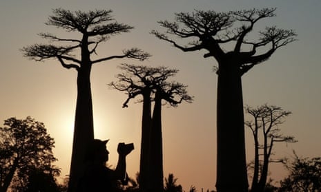 Baobab trees 