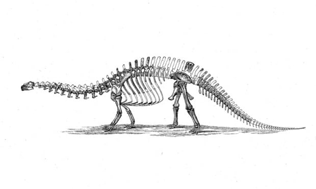 Brontosaurus skeleton