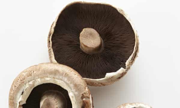 Why Our Resemblance To Mushrooms May Hold The Key To Life On Earth Biology The Guardian Mushrooms.Com Review 2022
