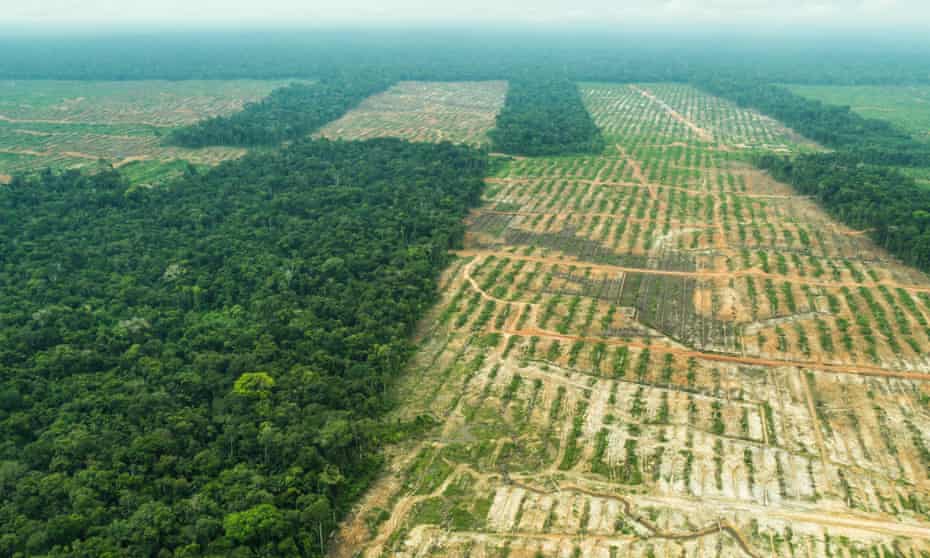 The massive Cacao plantation near Tamshiyacu, Peru.