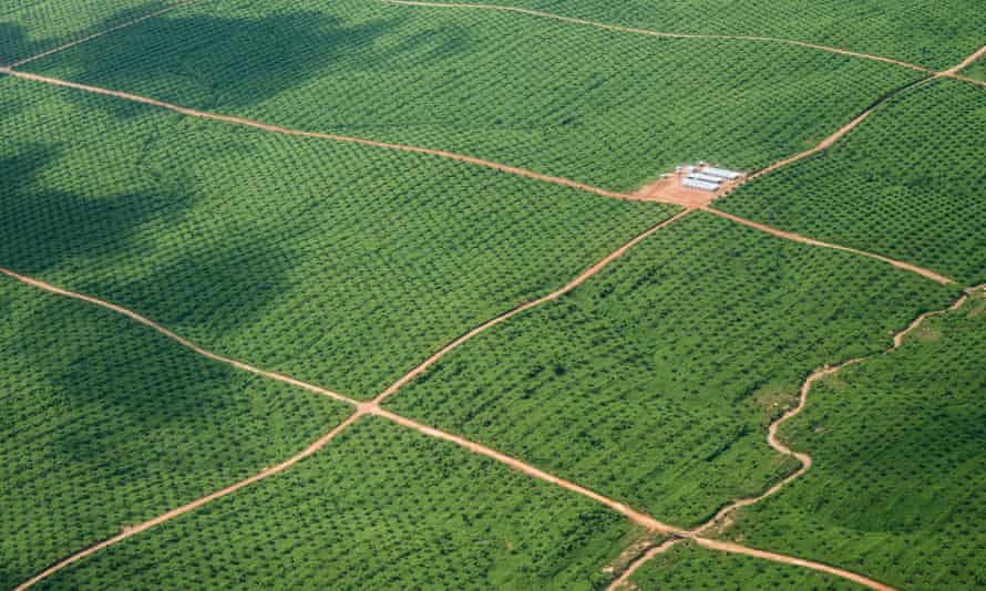 Aerial photos of the oil palm plantation owned by Biodiesel Ucayali SRL. #2 is the more northernly of the two plantations in the area.