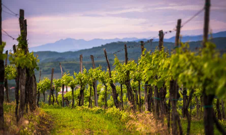 A vine romance: the Goriska Brda wine region of Slovenia.