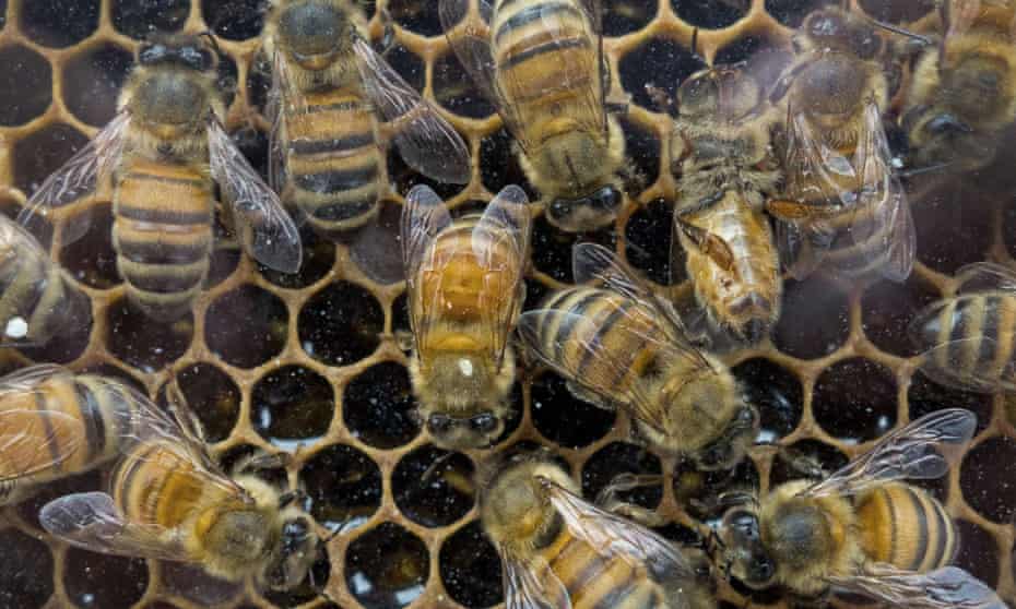Honey bees that produce raw wildflower honey work in their hive.