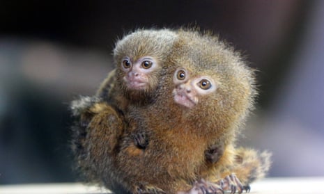 Pygmy marmosets