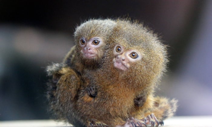 Pygmy 2024 marmoset monkey