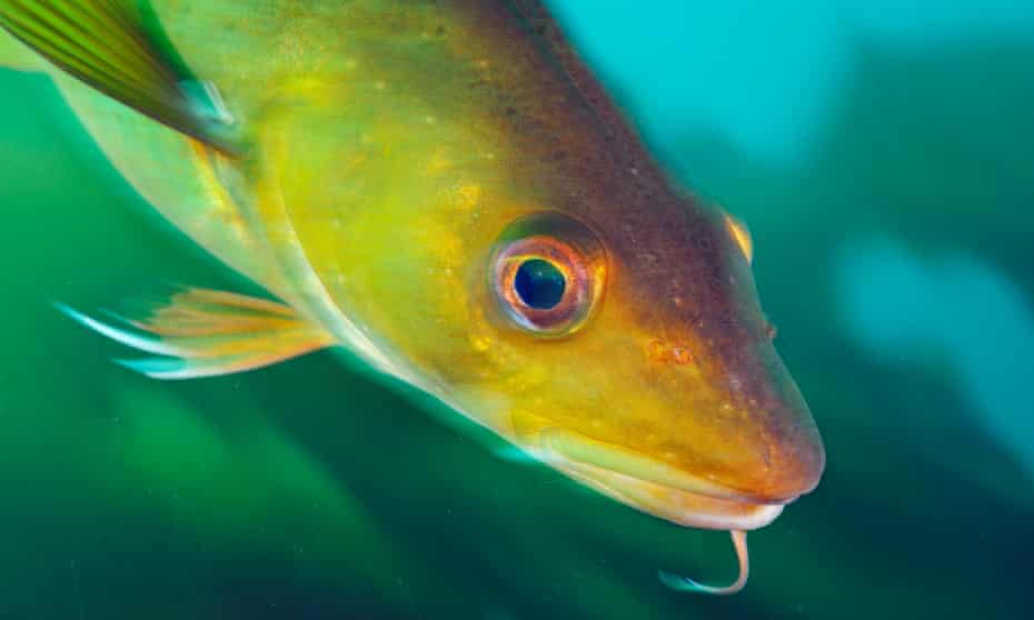 North sea cod stocks, heavily overfished in the 1980s and 1990s, have made a surprise recovery.