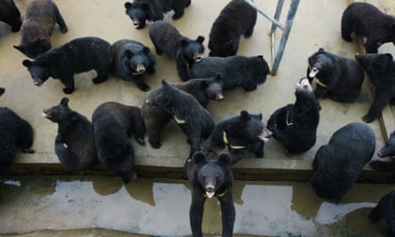 Bears are seen at a bear farm owned by Guizhentang Pharmaceutical in Huian, south Chinas Fujian province, 22 February 2012. Guizhentang Pharmaceutical, one of Chinas largest bear bile producers, opened the doors of its bear farm for the first time to journalists to quell criticism over its practice of draining bile from hundreds of captive bears.