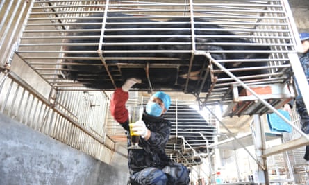 A worker extracts bile from a bear at a bear farm owned by Guizhentang Pharmaceutical in Huian, southeast China's Fujian province, 22 February 2012.
