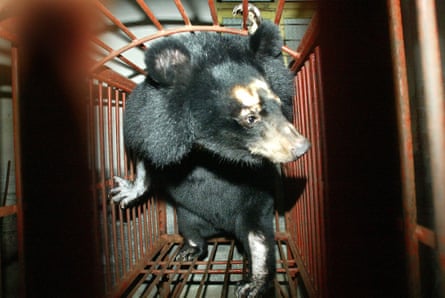 A bear watches in a very small cage at a bear farm in Wenzhou, east China's Zhejiang Province, 24 November 2003.