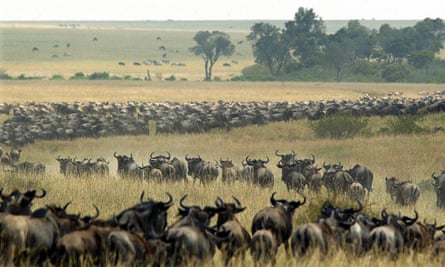Thousands of wildebeest wind through the Massai Mara National Reserve on the journey throught the Serengheti.