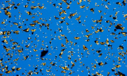 Millions of Monarch butterflies arrive in Michoacan de Ocampo state, Mexico at the end of their epic journey.