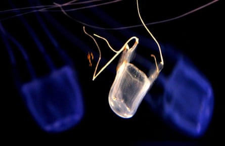 The box jellyfish, Carybdea alata