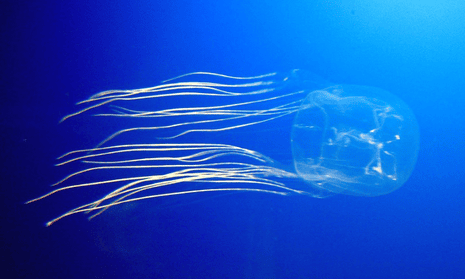 A box jellyfish. It has a deadly venom, 24 eyes and sleeps