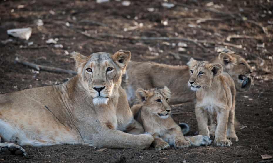 Asiatic lion (Panthera leo persica), female, lioness with her cubs, Gir Interpretation Zone or Devalia Safari Park, Gir Forest National Park, Gir Forest National Park, Gujarat, India, on 10 March 2015.