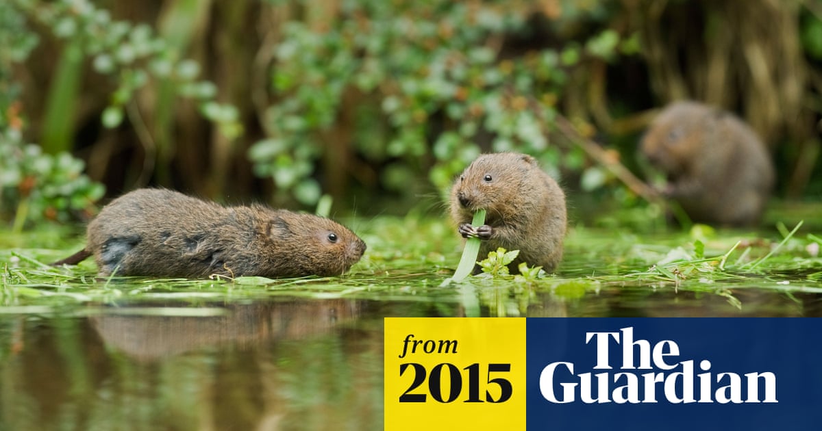 England S Water Voles In Desperate Decline Environment The