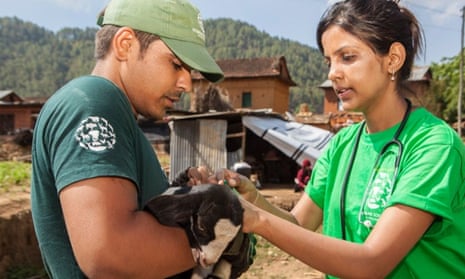 HSI disaster responders give veterinary attention to a goat after an earthquake in Nepal