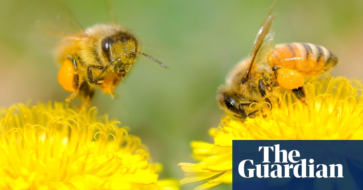 Télécharger gratuitement Images Let Dandelions Grow Bees Beetles And Birds Need Them Life And salutations