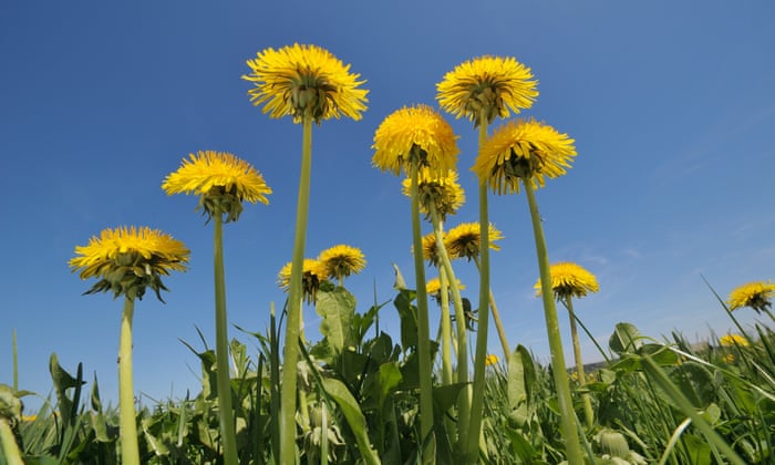 Let dandelions grow. Bees, beetles and birds need them | Wildlife | The  Guardian