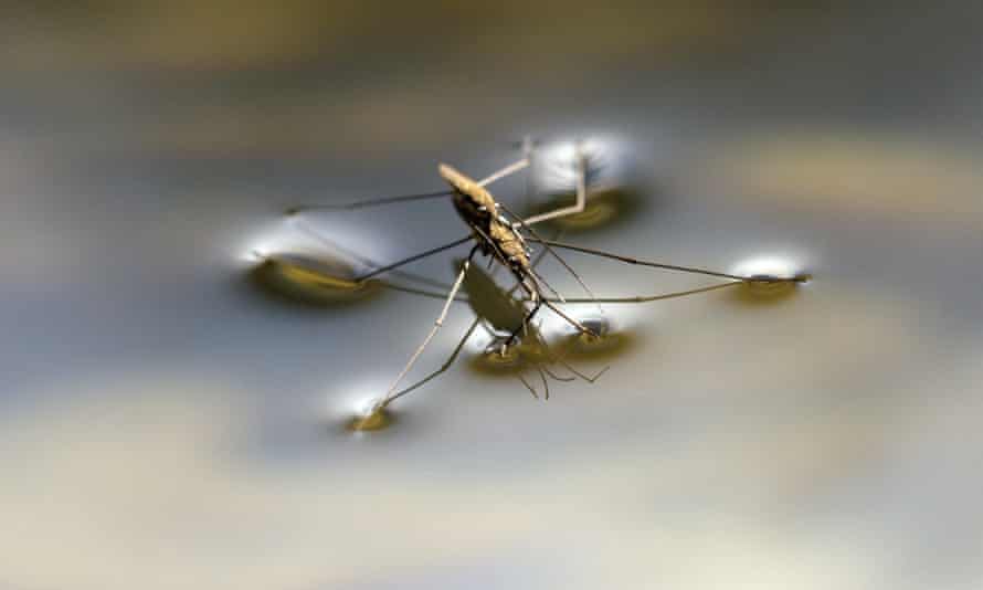 Water striders.