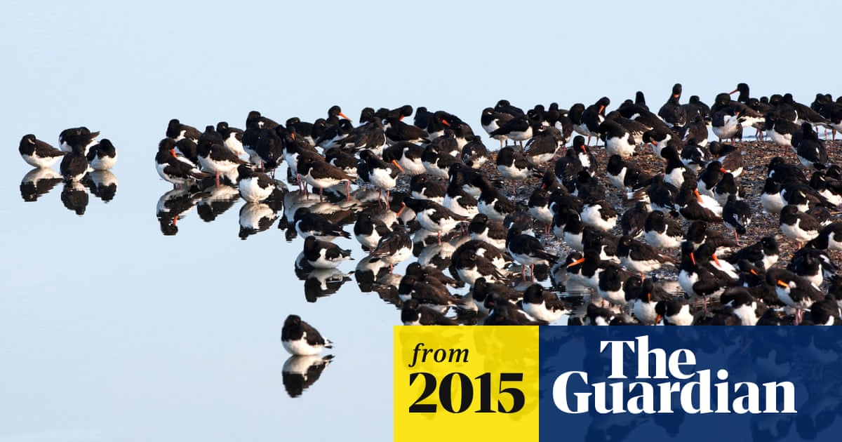 100 British conservation groups oppose review of EU wildlife laws |  Conservation | The Guardian
