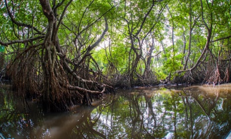 Mangrove Forest near Ahungalla, Galle District, Southern Province, Sri Lanka