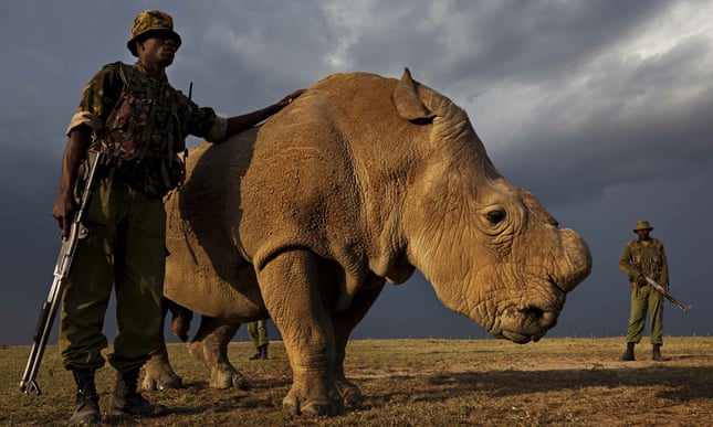 Last male Northern White Rhino on earth joins Tinder to find mate for life Sudan the last male north 009