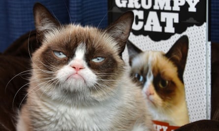 Browse thousands of Grumpy Cat images for design inspiration