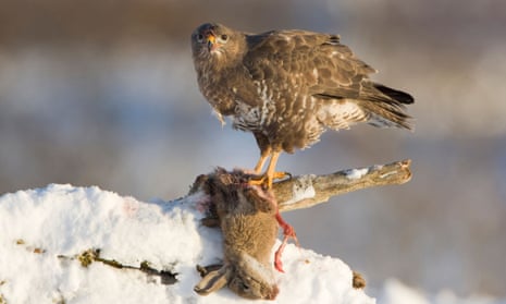 12 British Birds Of Prey To Spot In The Wild