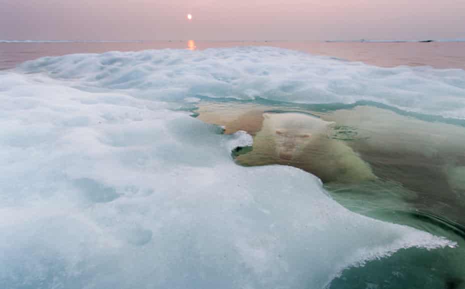 Canada, Manitoba, Churchill, Polar Bear (Ursus maritimus) hides while submerged at edge of melting ice floe on summer evening.