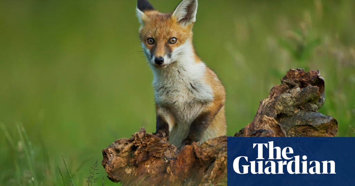 Fox hunting and anti-vivisection: Why animals matter more than people |  Science | The Guardian