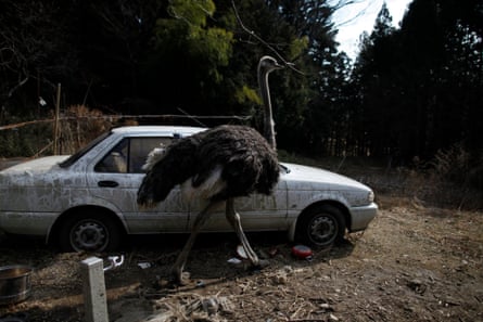 An escaped ostrich walks past a car within the exclusion zone around Fukushima. ‘While ionised radiation is a fact of life for us all, for residents of some cities it’s a daily source of worry’