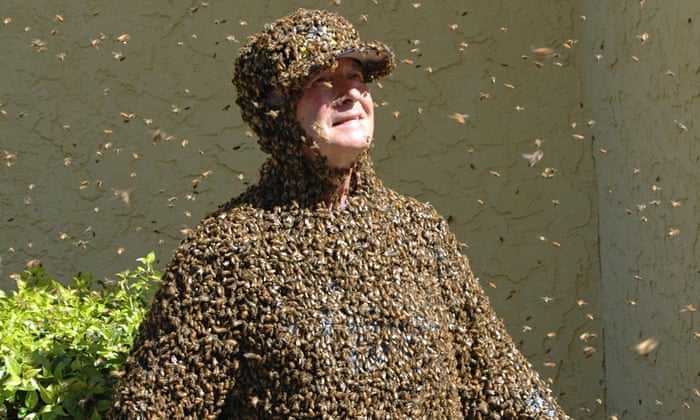 The active season: Bees Swarming  The active season: Bees Swarming