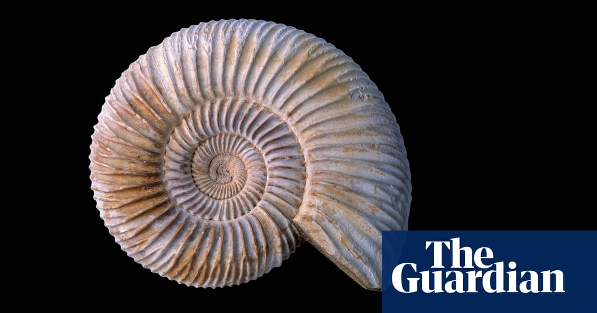 How to teach … fossils | Teacher Network | The Guardian