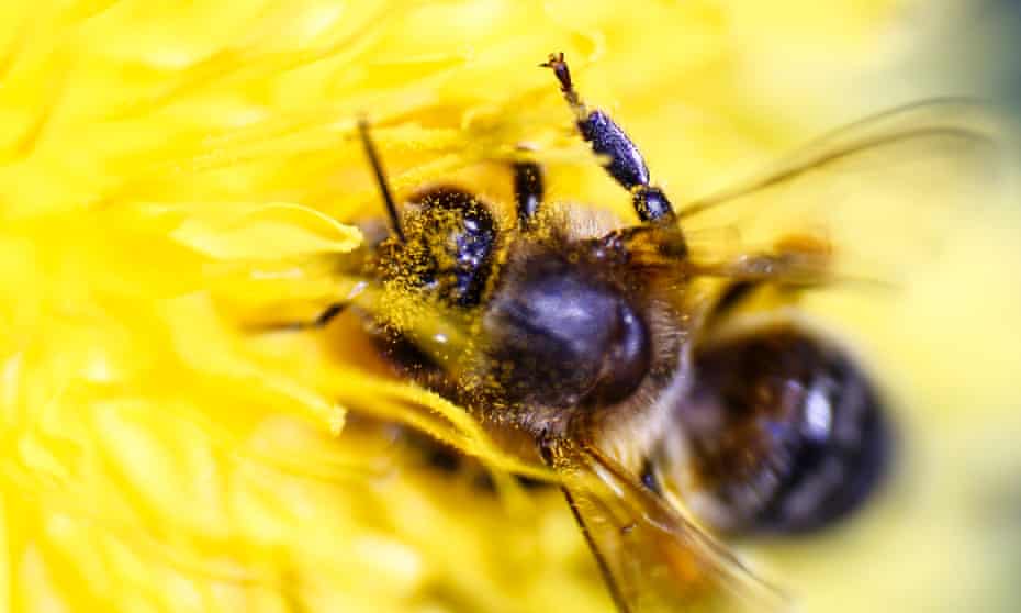A honeybee gathers pollen from a flower.
