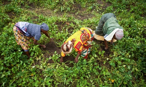 Farmers work in a sweet potato field in Tanzania