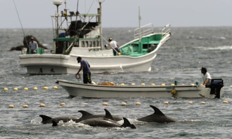 Fishermen drive bottlenose dolphins into a net during their annual hunt off Taiji.