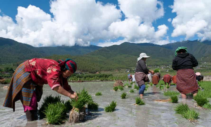 Female farmers transplanting rice shoots into rice paddies