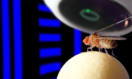 Tethered fruit fly