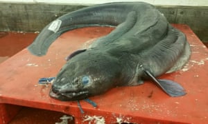 giant conger eel caught by plymouth fishermen world news the