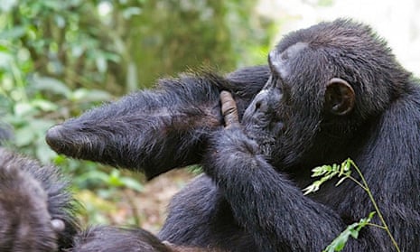 After losing his hand to a snare, Twig will never become an alpha male. Snare injuries can alter the natural social hierarchy of chimpanzees. 