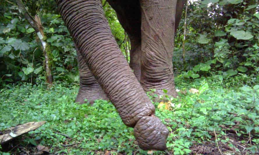 Elephant caught on camera trap with a snare wound in Kibale National Park. Such wounds will impact any animal's ability to survive and thrive. 