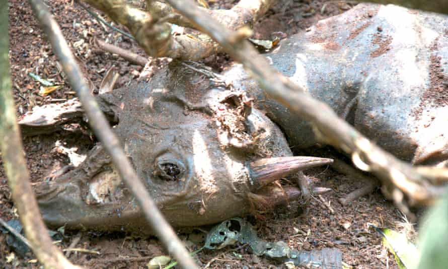 A red duiker left decomposing in a wire neck snare. Since poachers do not regularly monitor their snares, animals are left to suffocate, dehydrate, and starve to death. 